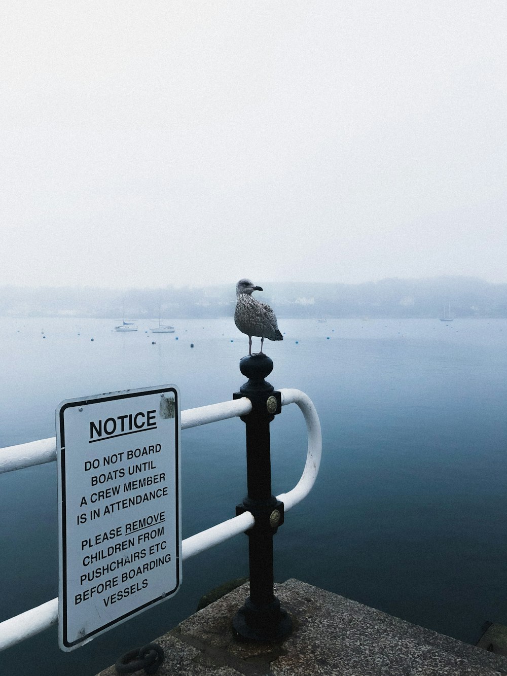 bird perched on white metal railings near body of water during daytime