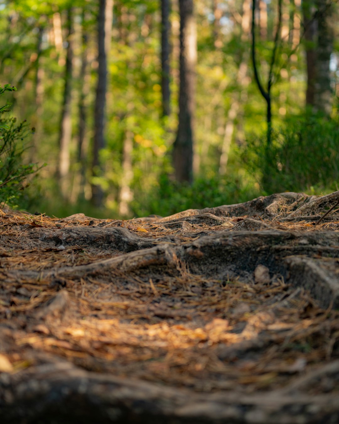 brown tree log in forest during daytime