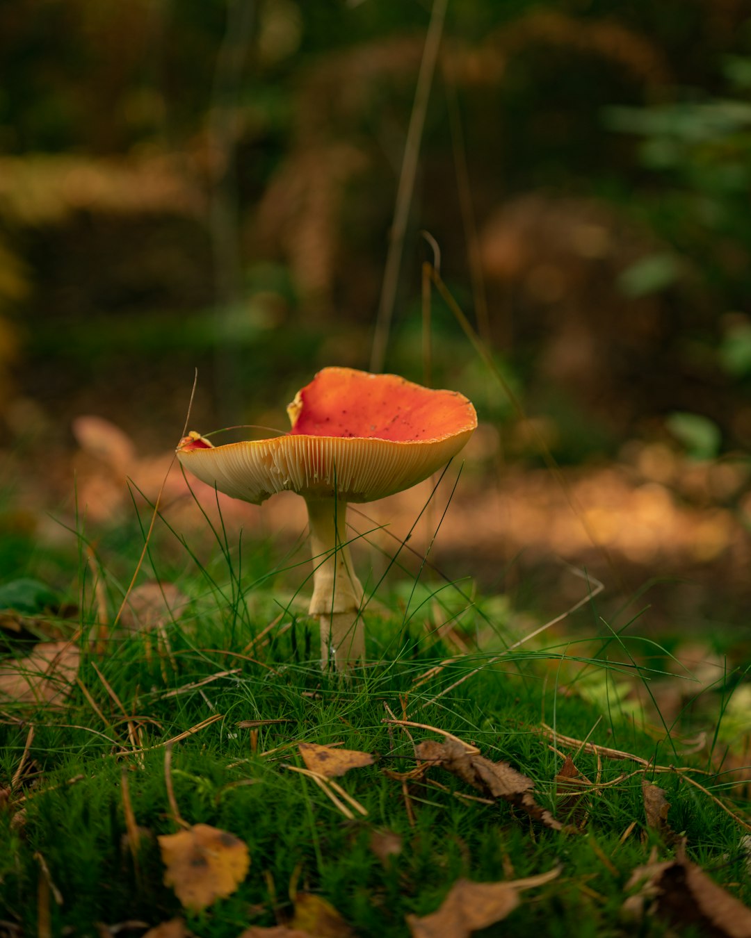 red and white mushroom in tilt shift lens