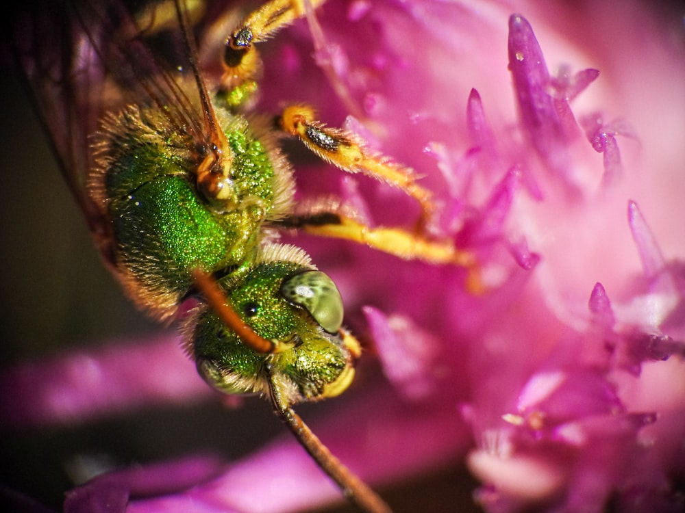 yellow and black bee on purple flower