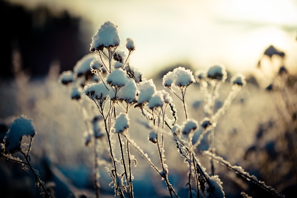 white flowers in tilt shift lens