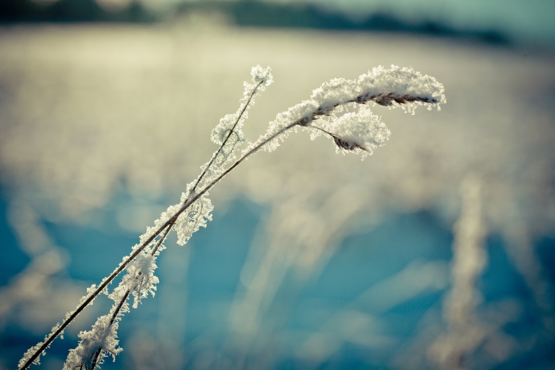 white snow on brown tree branch