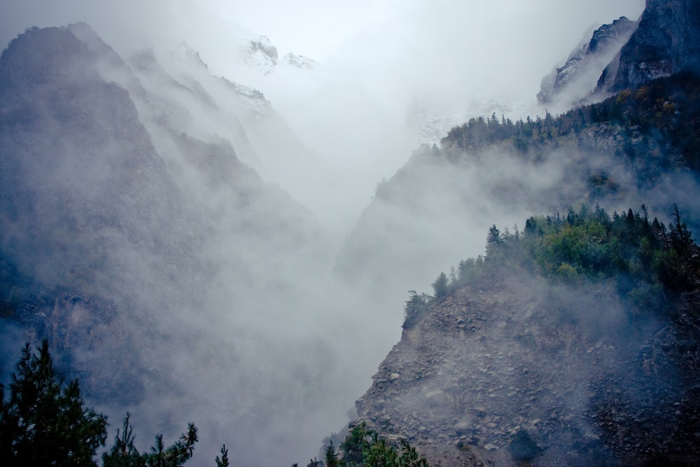 green trees on mountain covered with fog