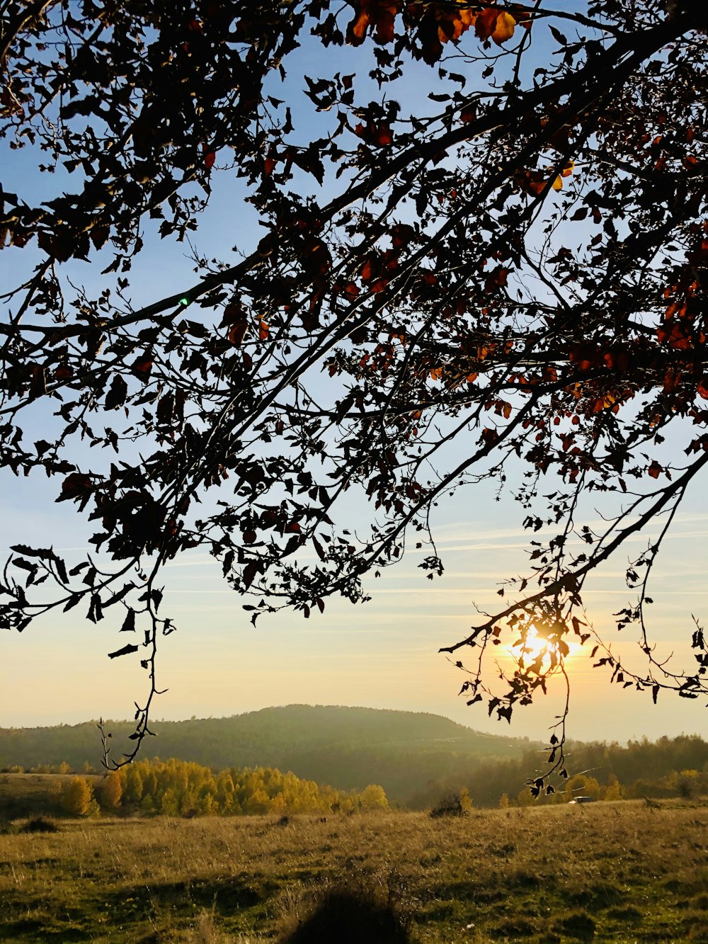 brown tree with green leaves during daytime