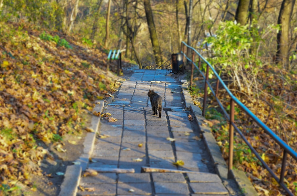 Perro pequeño de pelaje corto negro que camina por un camino de madera rodeado de árboles durante el día