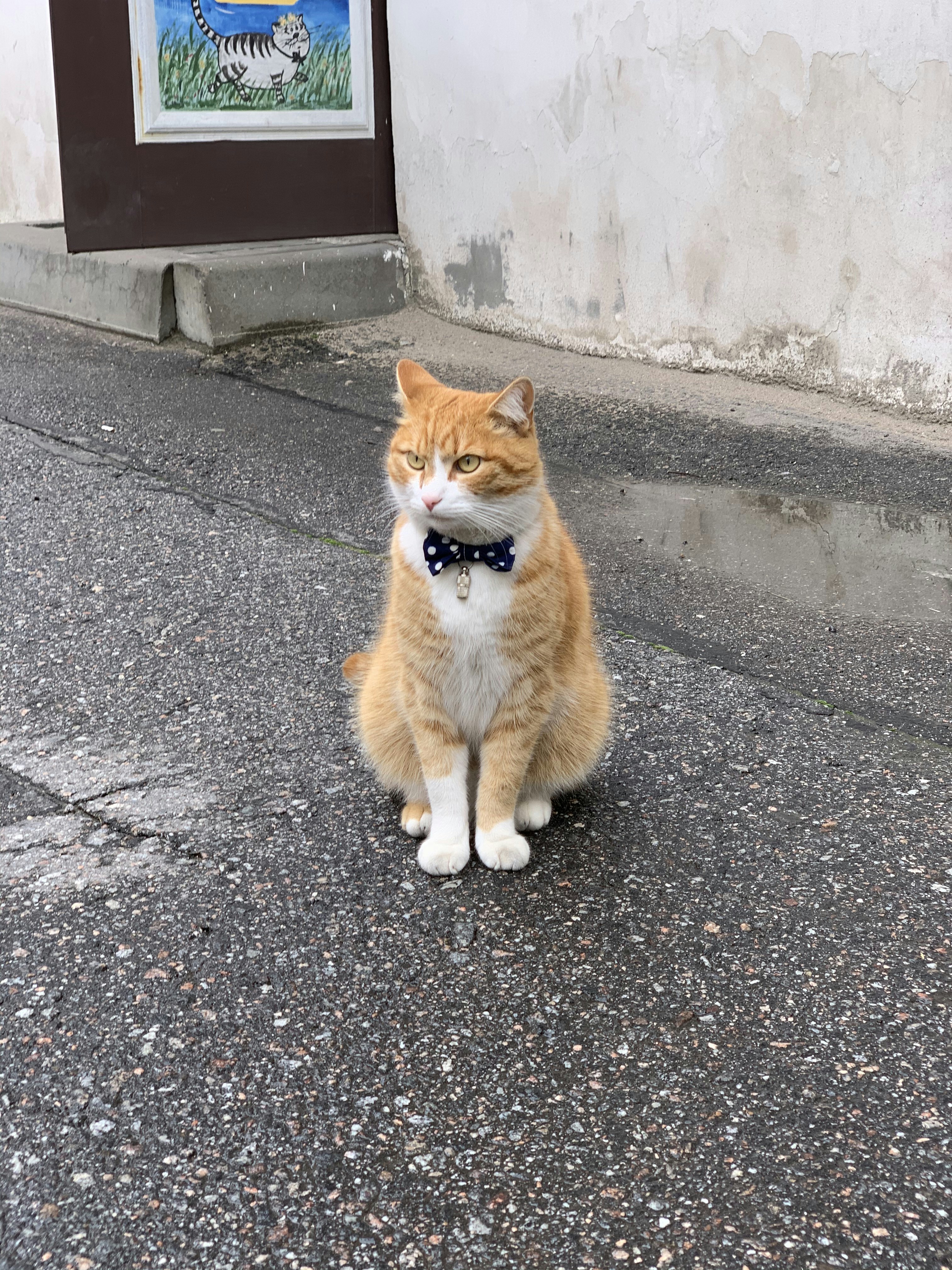 photo-1606165872300-e865ef1533f5?ixid=M3wxMjA3fDB8MXxzZWFyY2h8MTV8fHZldGVyaW5hcmlhbiUyMG5lYXJieXxlbnwwfHx8fDE3NTk5OTcxNDN8MA\u0026ixlib=rb-4.1.0