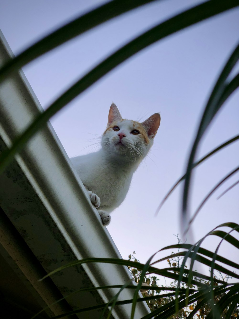 white cat on white window