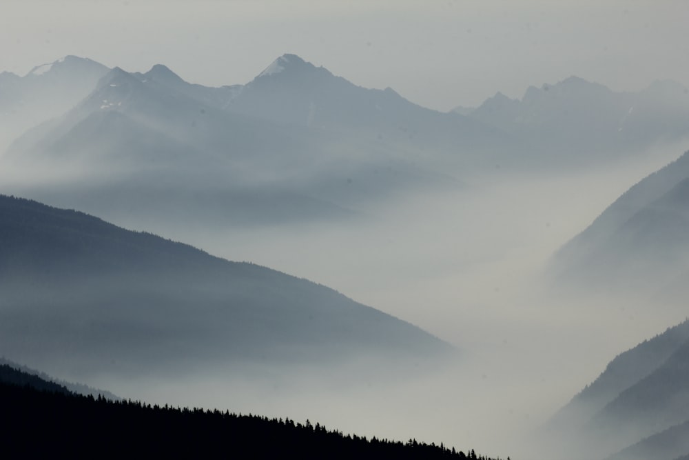 昼間の山の緑の木々