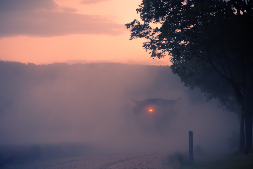 green tree on foggy weather