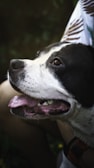 Close-up of a happy puppy resting its head on a yoga mat near a smiling yogi.