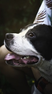 A happy dog after a successful treatment.