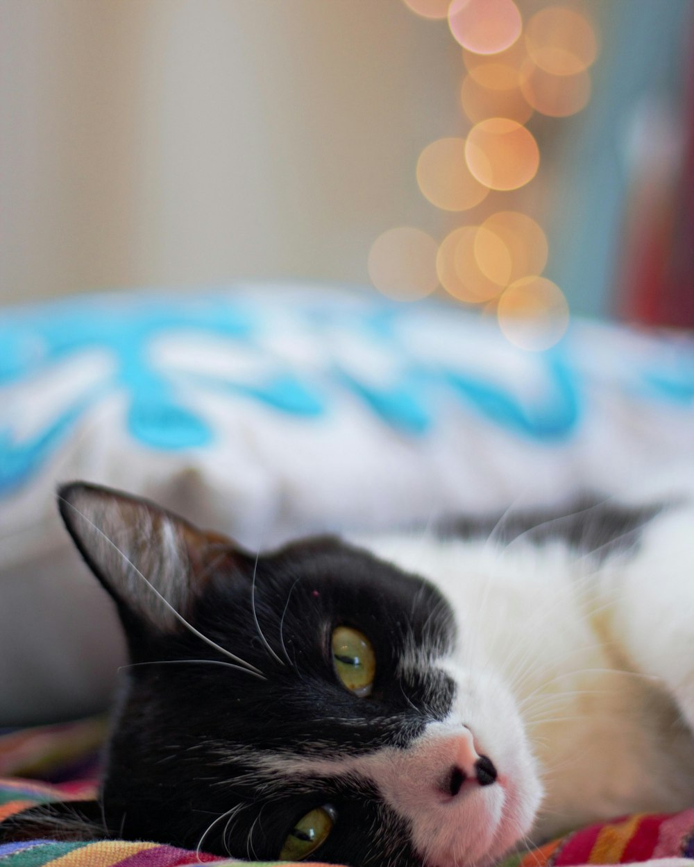 black and white cat on white and blue textile