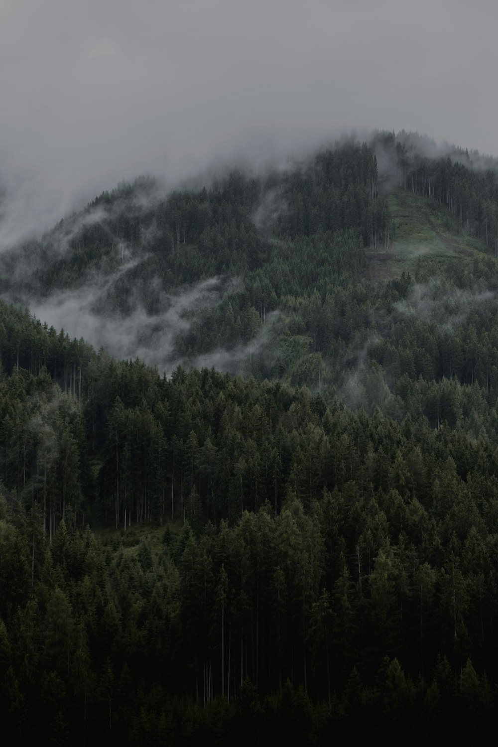 green trees on mountain covered with fog