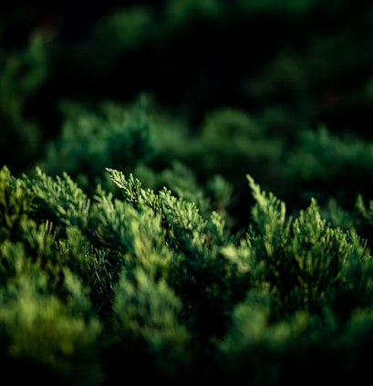 green plant in close up photography