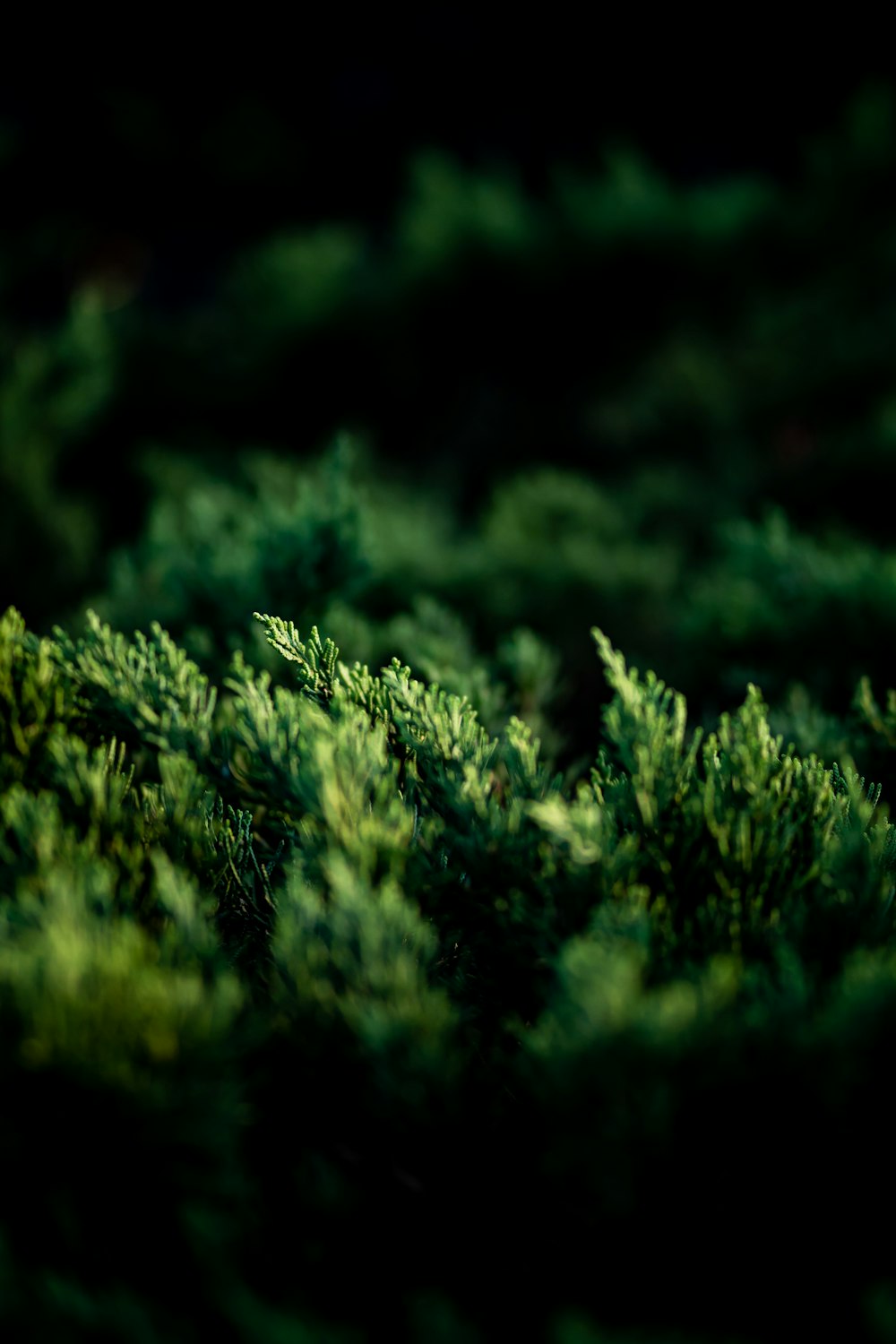 green plant in close up photography