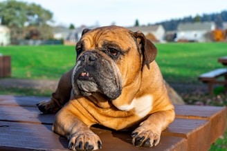 brown and white short coated dog on brown wooden floor