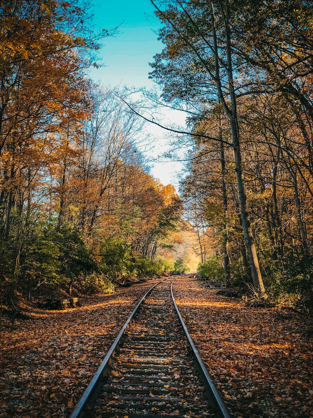 Arbres bruns et verts sous le ciel bleu pendant la journée