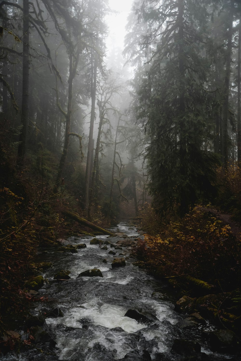 gray bare trees on forest during daytime