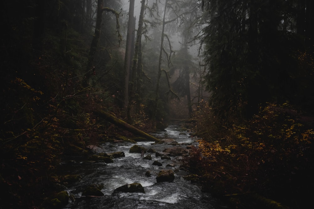 river in the middle of forest