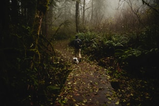 A person walking along a forest path, accompanied by a small dog. The scene is enveloped in fog, with dense greenery and trees on either side. Fallen leaves partially cover the path, adding to the mystical and serene ambiance.
