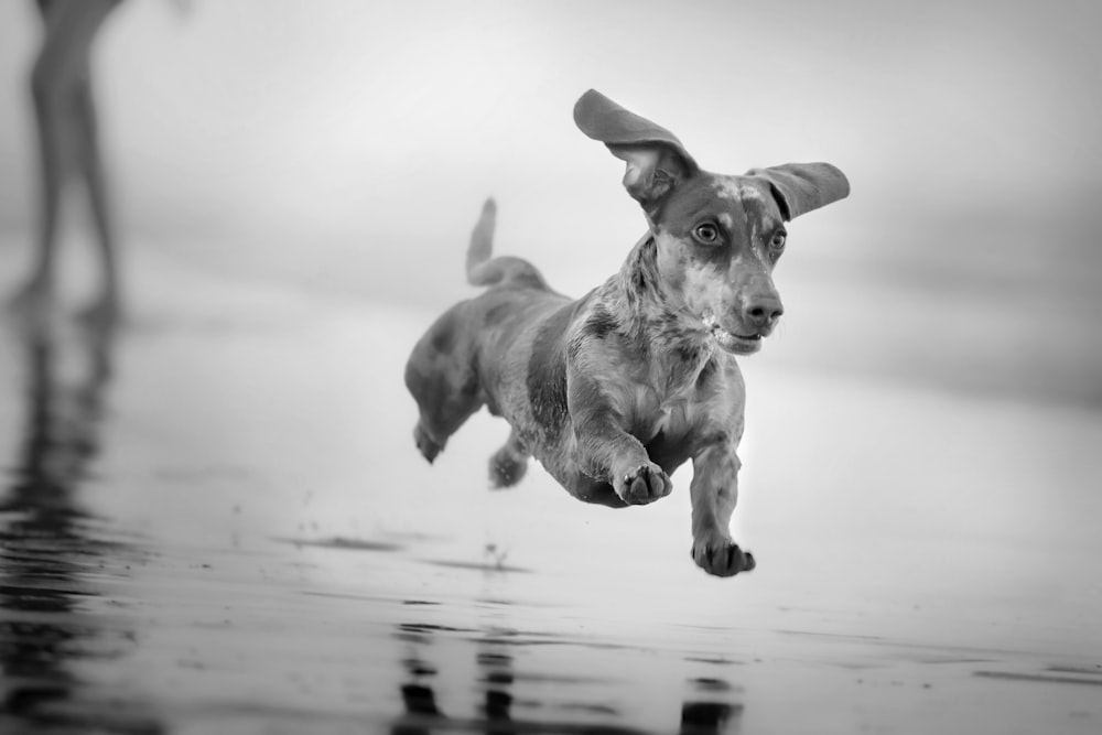 grayscale photo of short coated dog on water