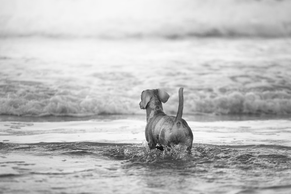 grayscale photo of 2 dogs on water