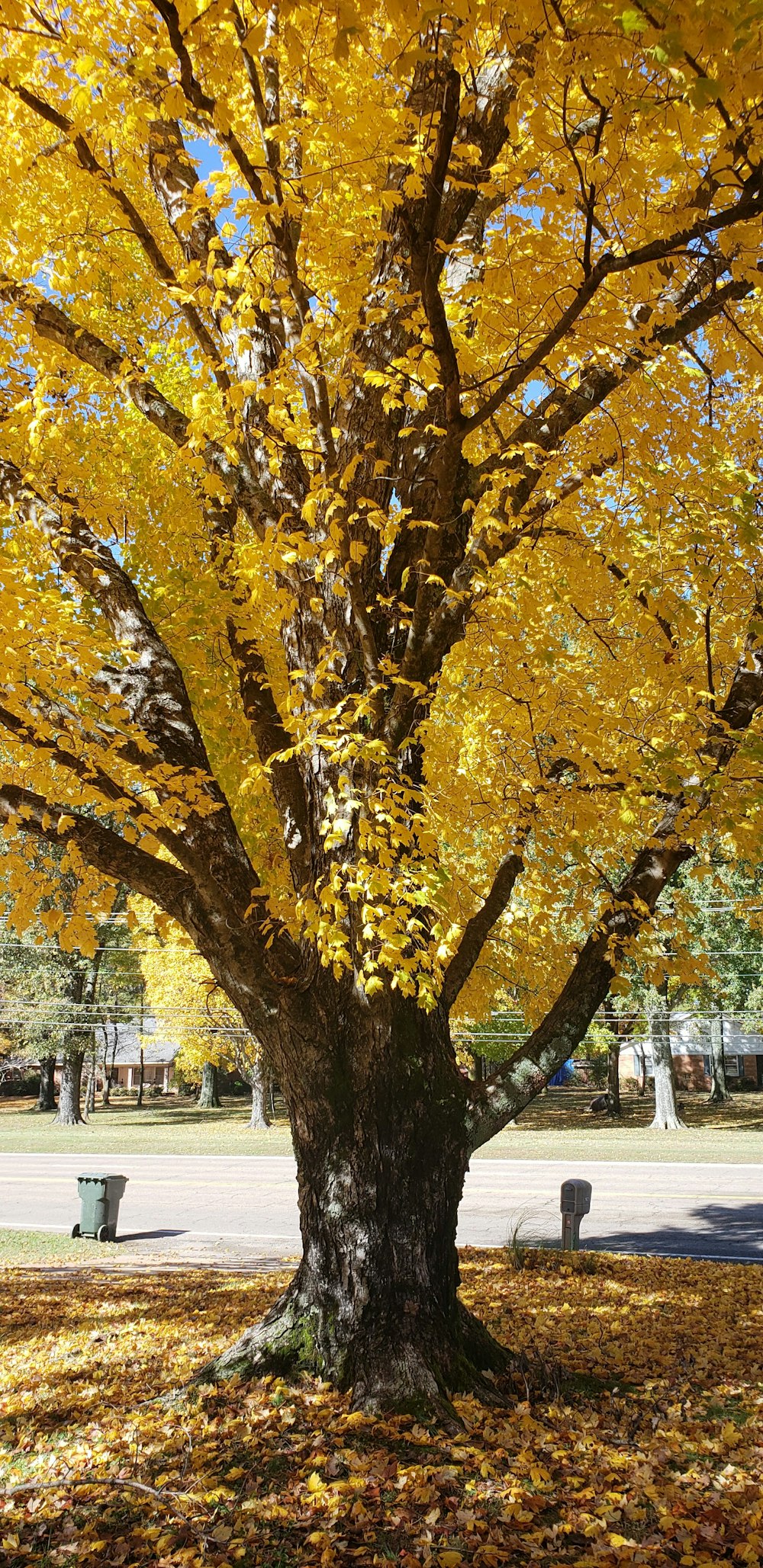 yellow leaf tree near road during daytime