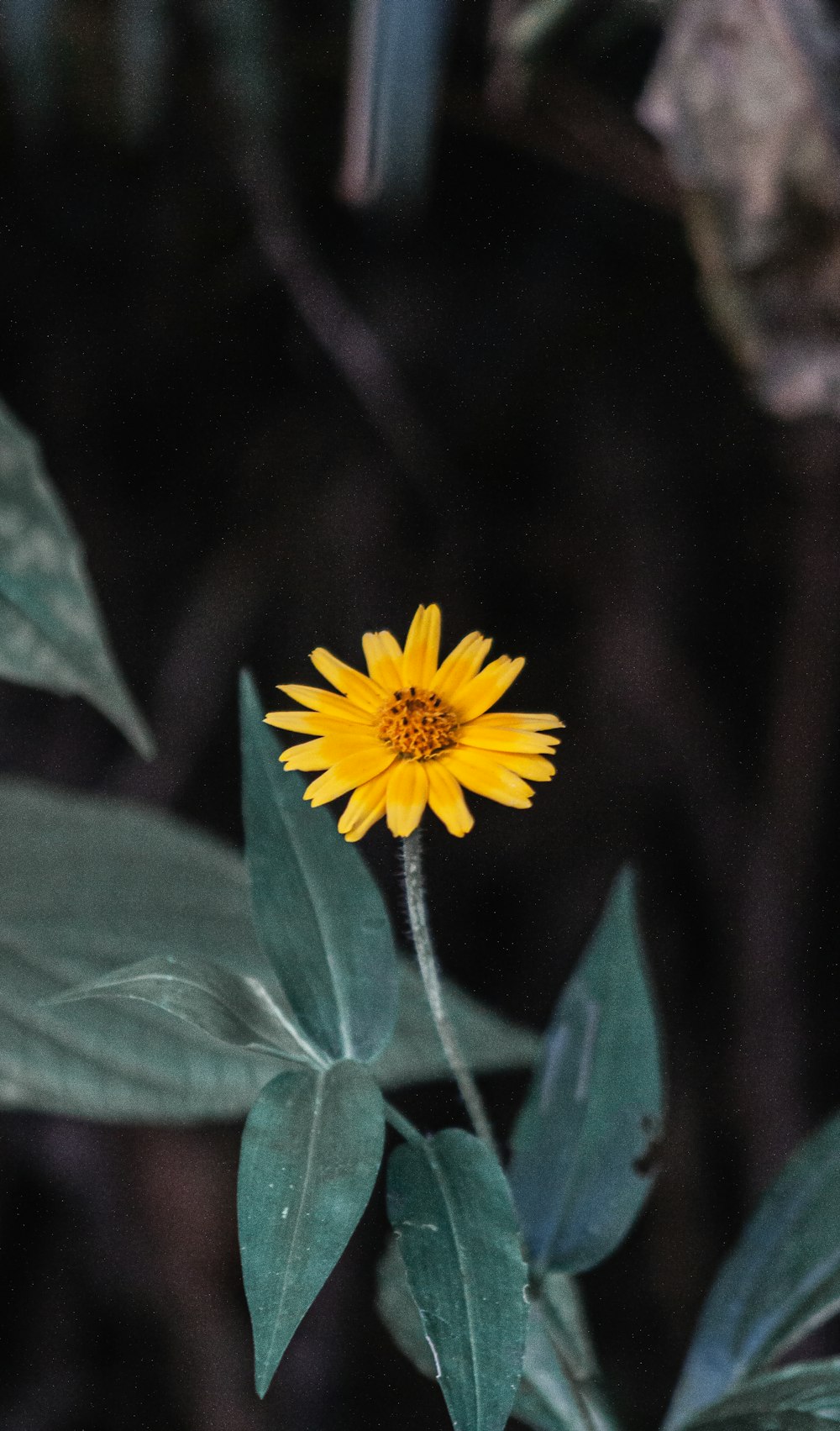 yellow flower in tilt shift lens