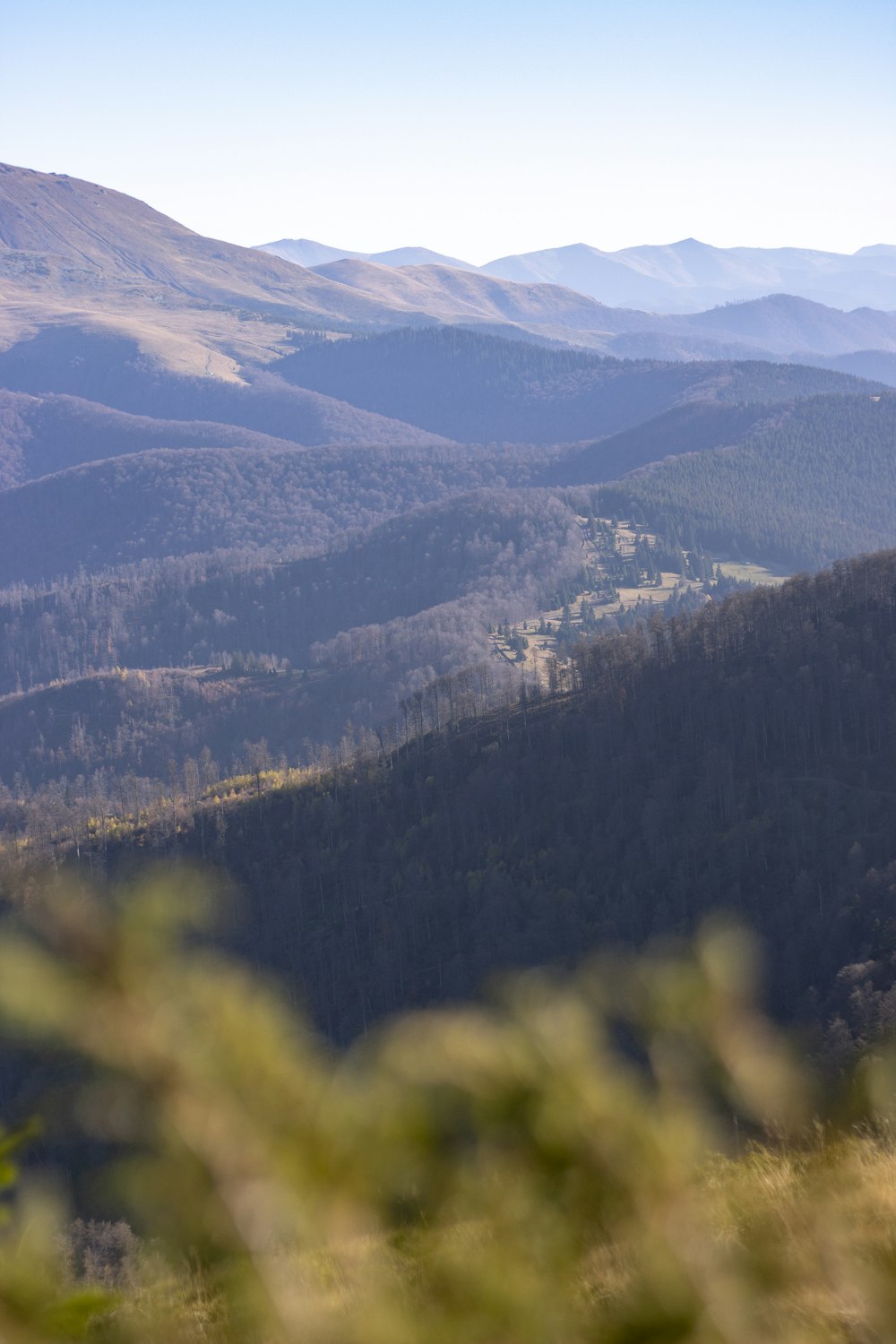 green trees on mountain during daytime