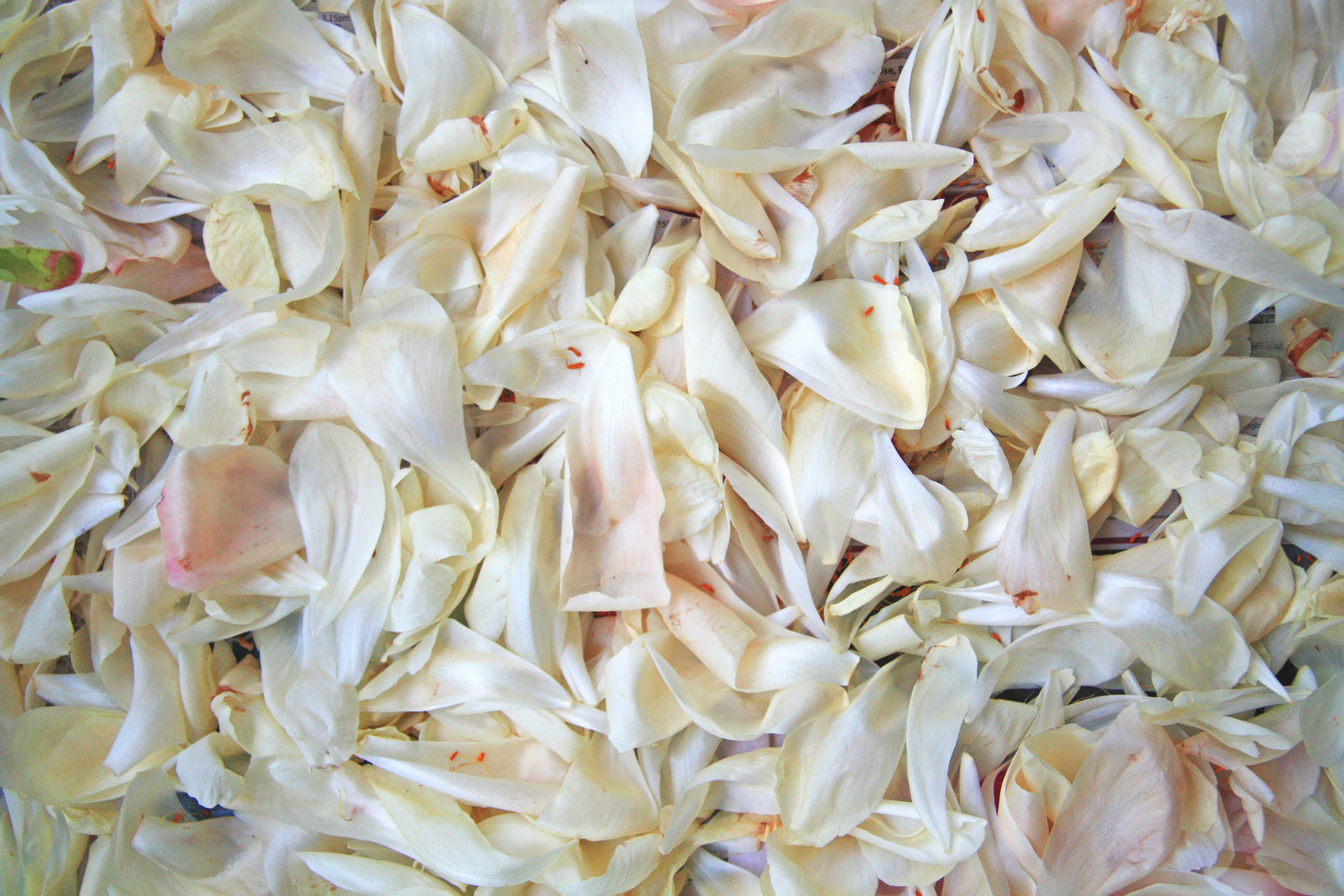 Softly colored peony petals carpet the surface