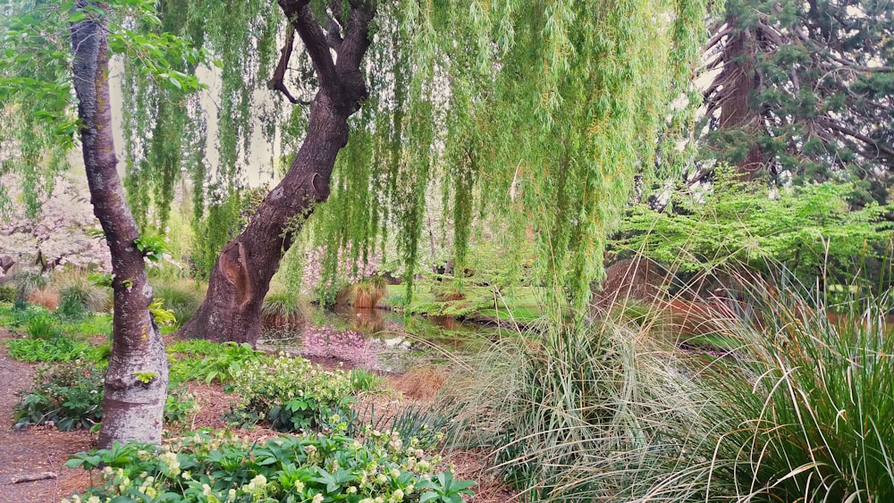 green grass and brown tree trunk