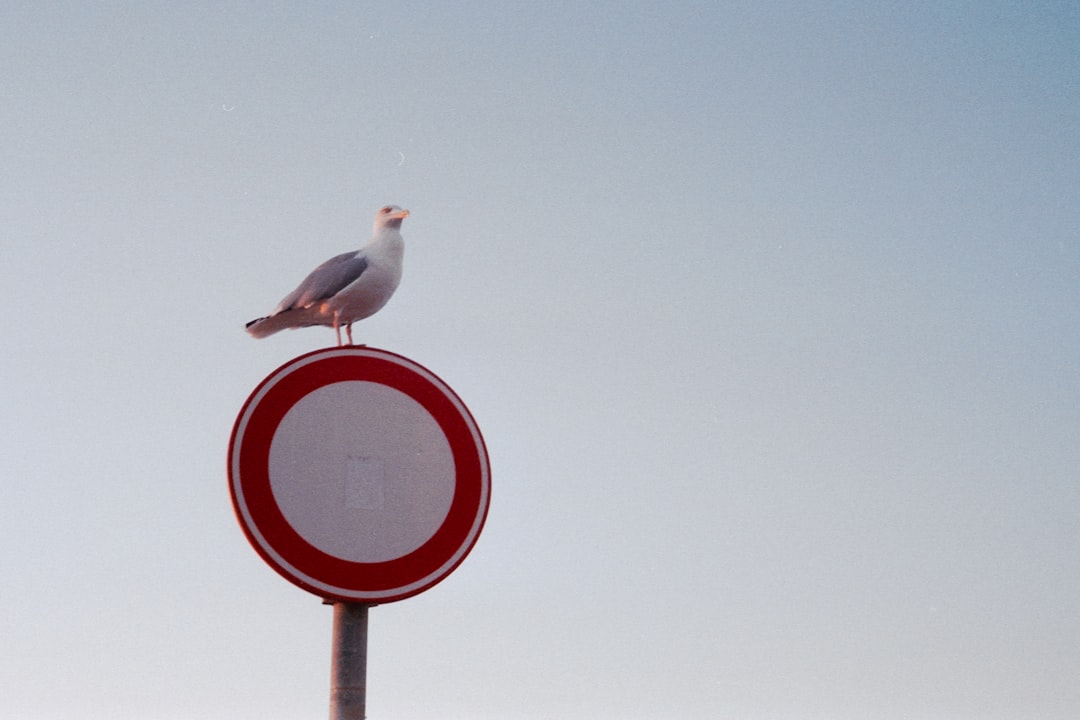 white bird on red and white basketball hoop