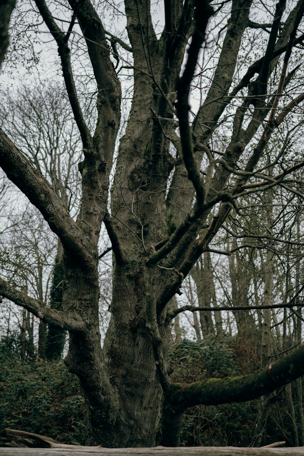 brauner Baum mit grünen Blättern