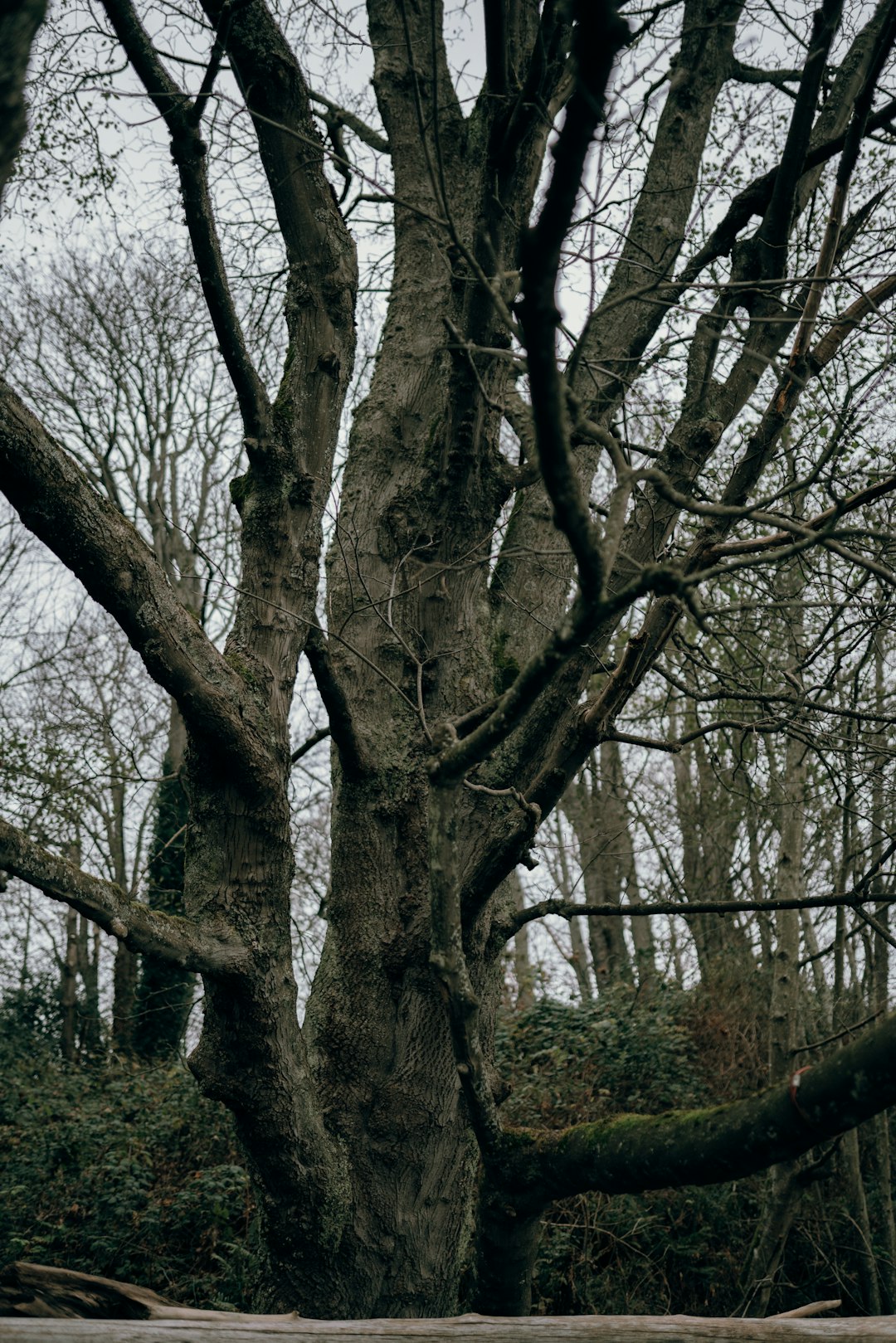 brown tree with green leaves