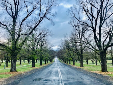 gray asphalt road between green trees under white clouds and blue sky during daytime