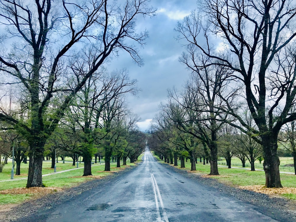 Carretera de asfalto gris entre árboles verdes bajo nubes blancas y cielo azul durante el día