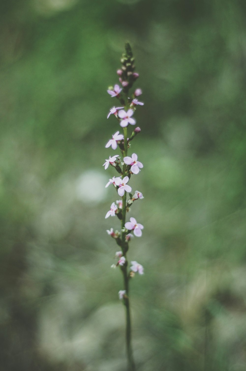 purple flower in tilt shift lens