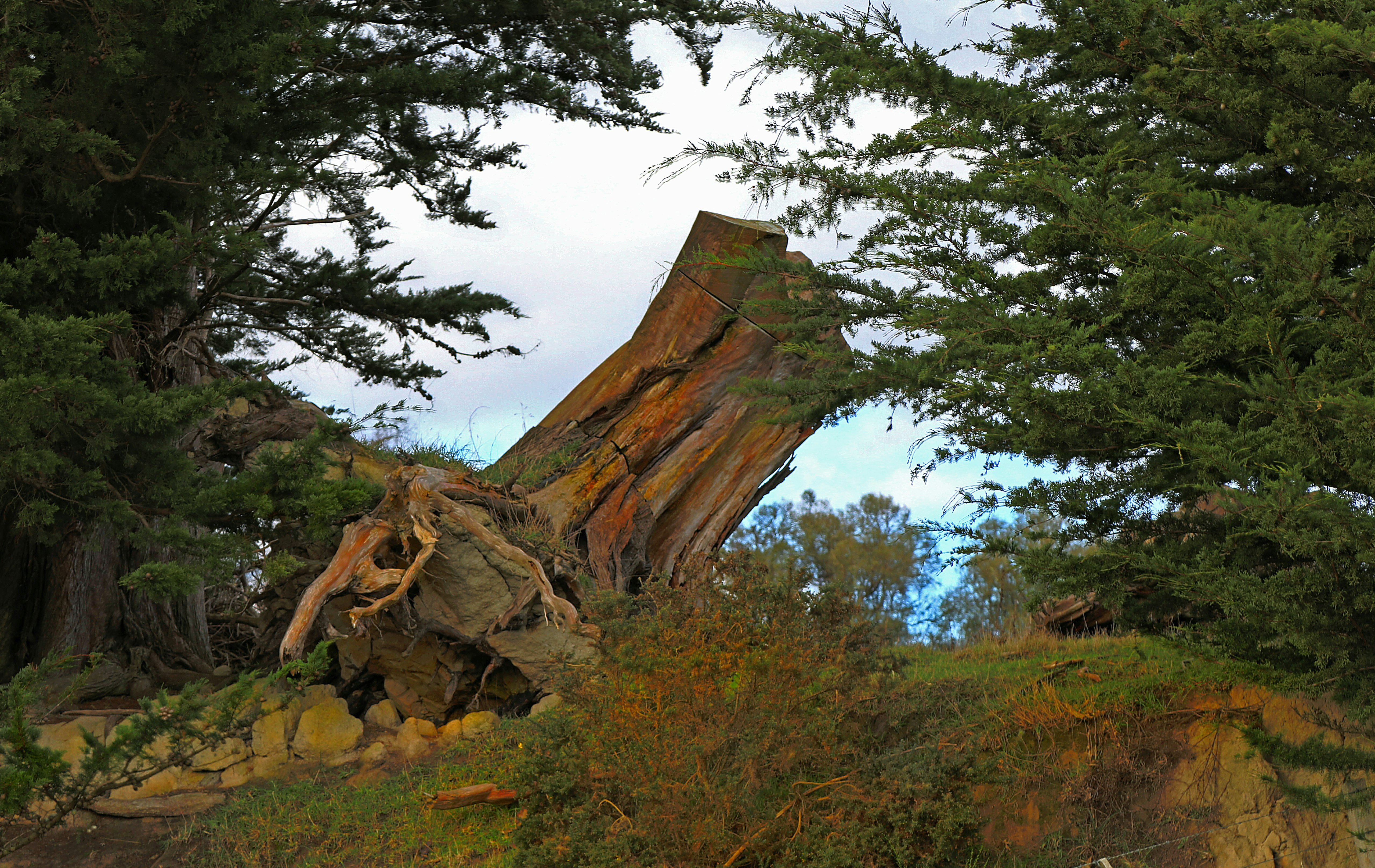 brown tree trunk on green grass field during daytime