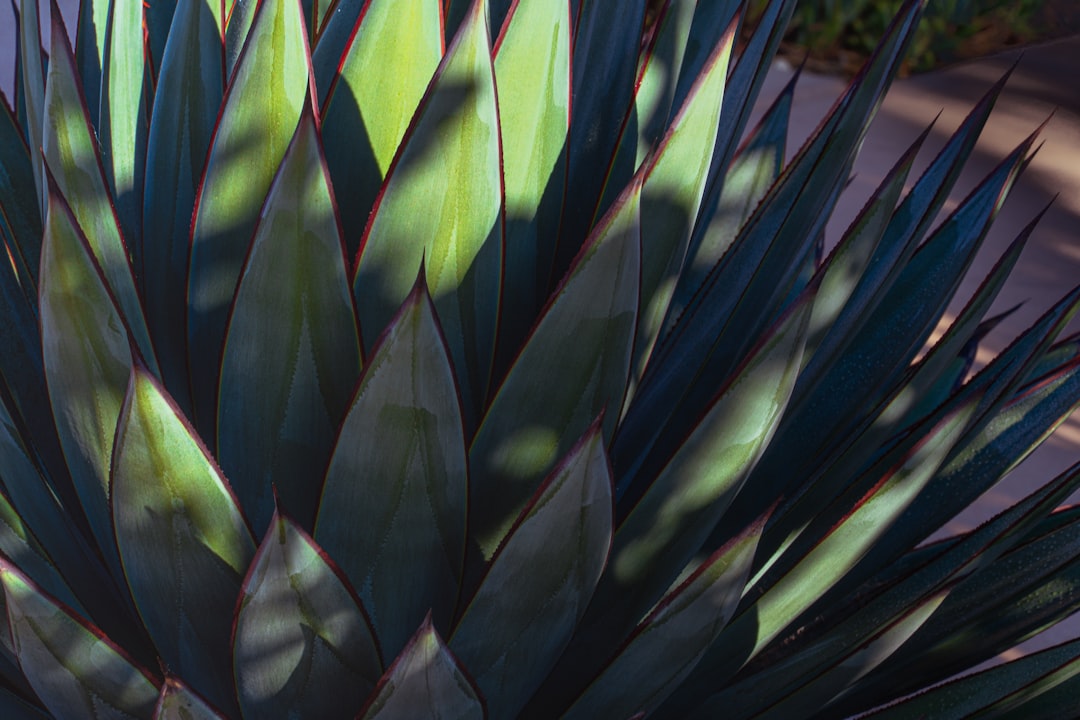 purple and green plant during daytime