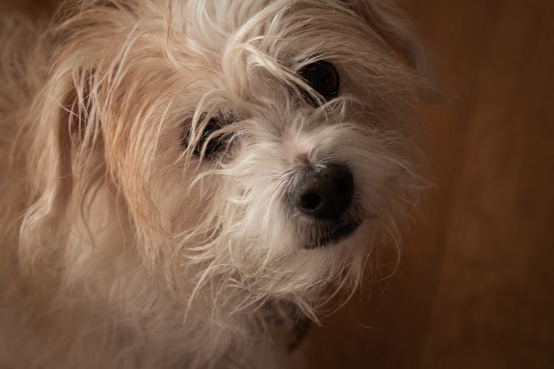 white long coat small dog