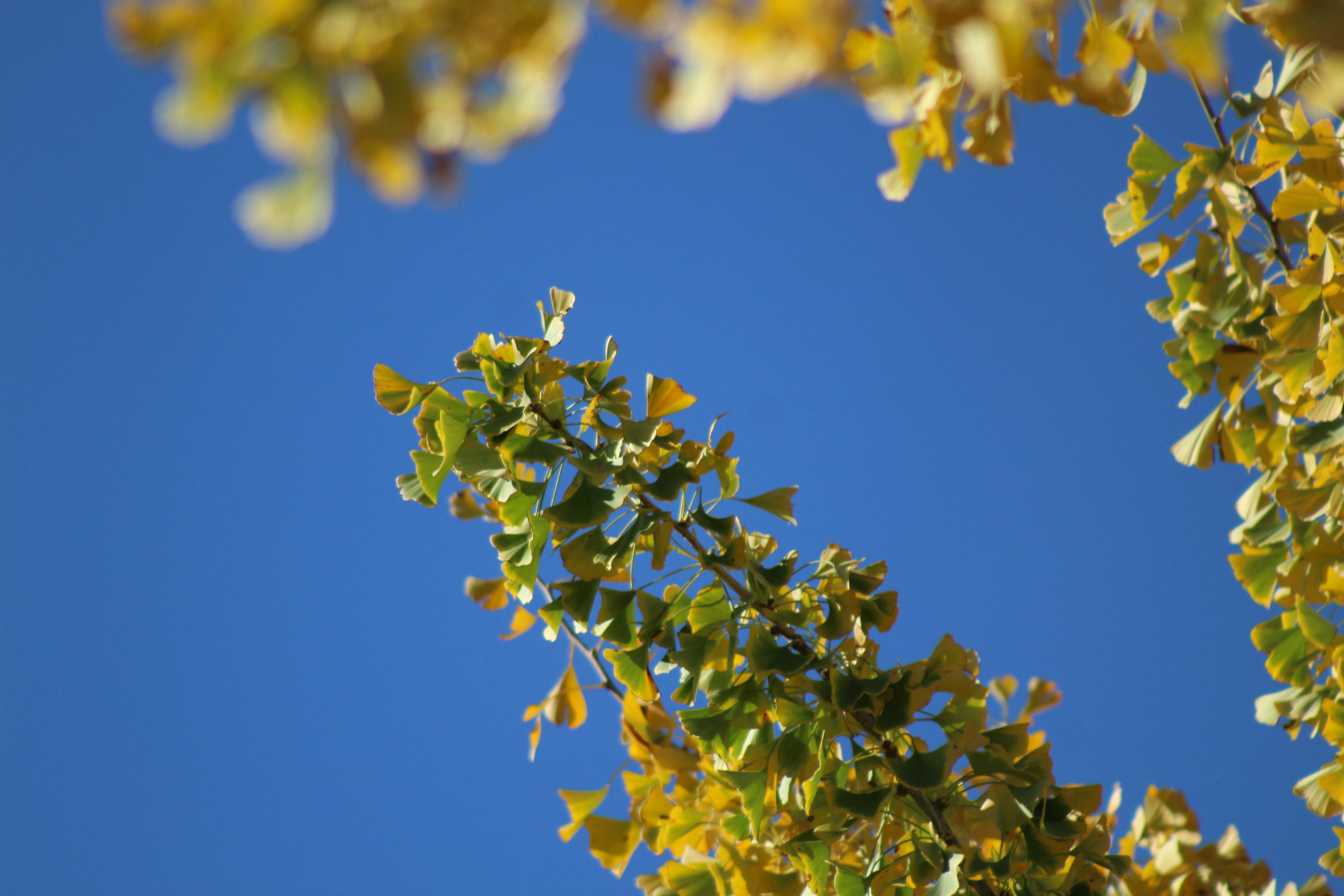 Photo by arkansas007