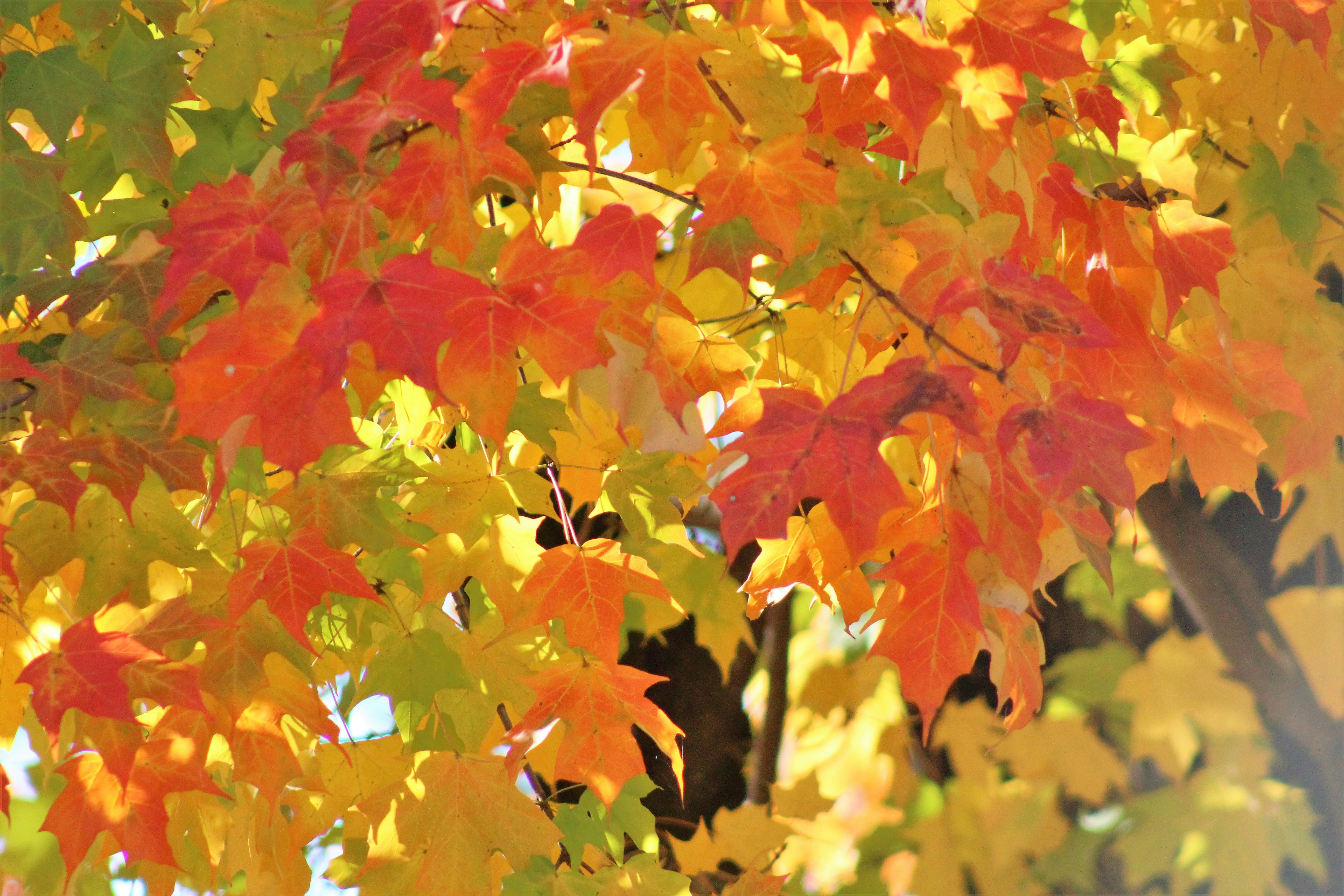 Photo by arkansas007