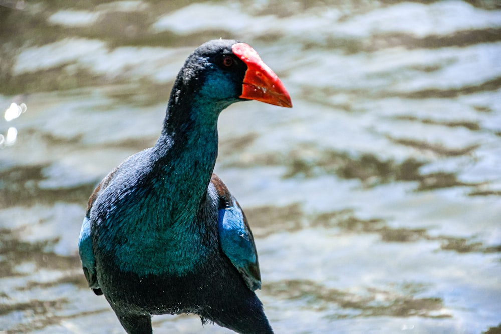 blue and red bird on water
