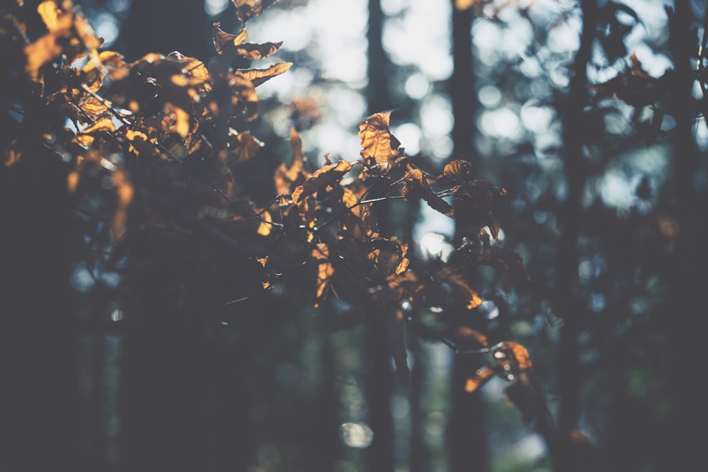 the leaves of a tree in a forest