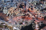 A close-up view of a rough, textured surface resembling volcanic rock or lava. The surface features shiny, reflective patches with intricate patterns and grooves, giving it a dynamic appearance.