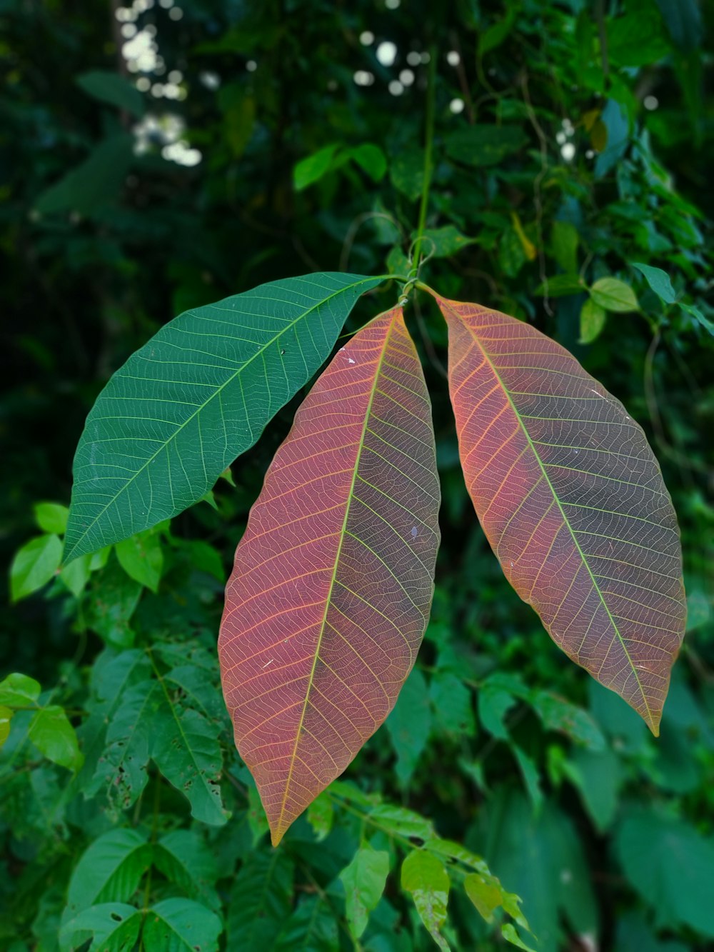 green leaves in close up photography