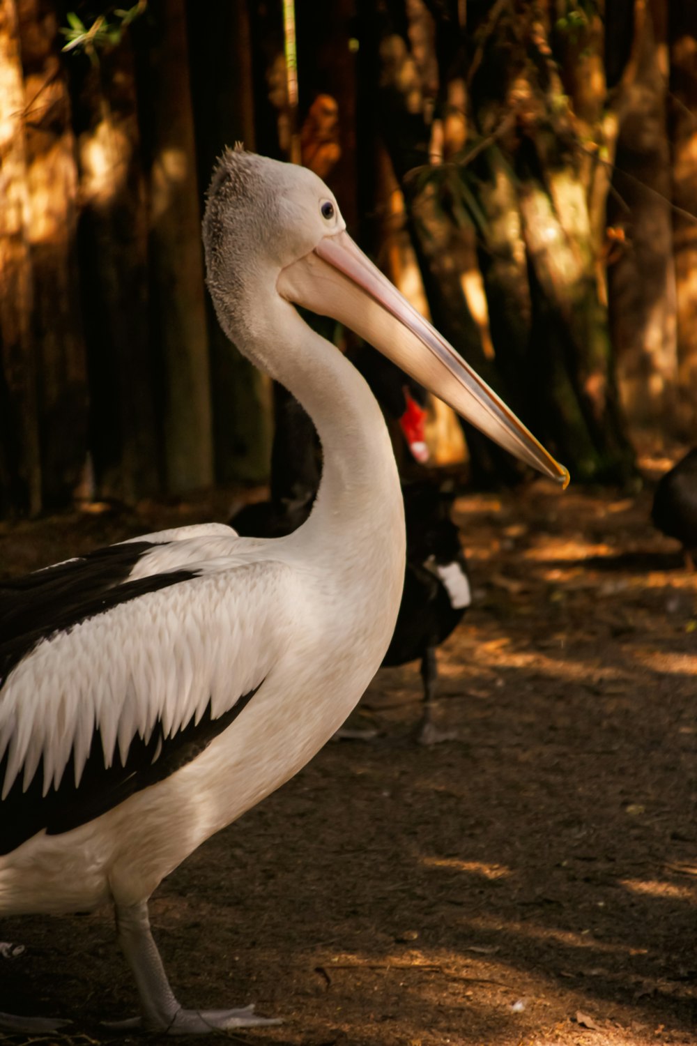 white pelican on brown soil