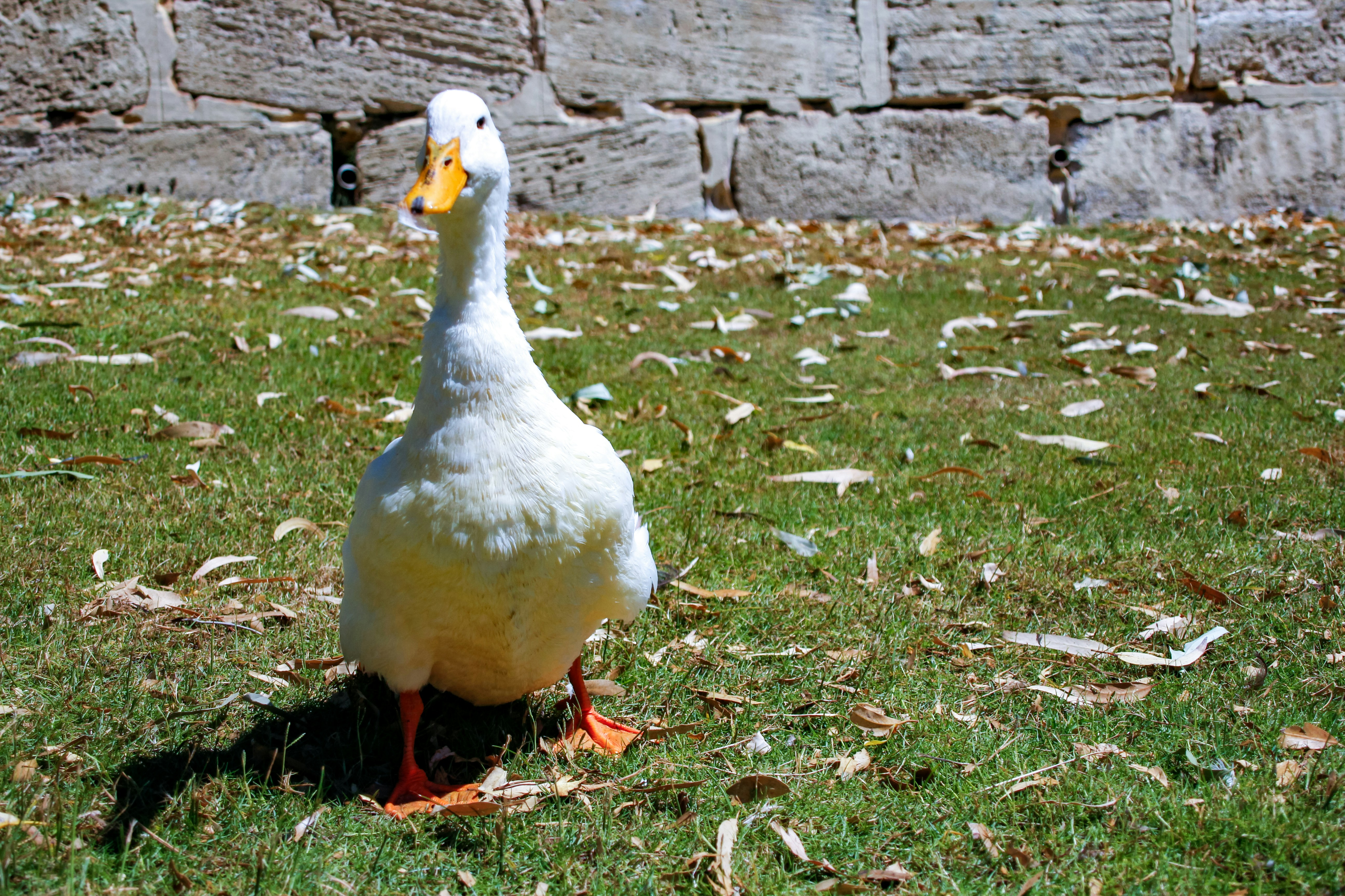 goose image