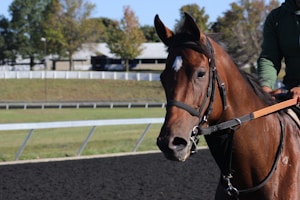 A brown horse with a white spot on its forehead is seen in close-up, being ridden by a person wearing a green jacket. The background shows a racetrack, and behind it, there is a grassy area with trees and buildings in the distance.