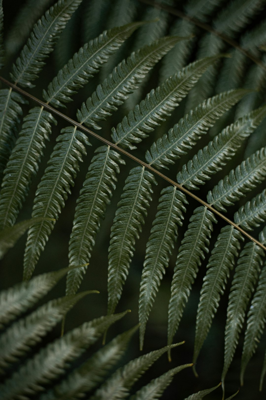 green leaf plant in close up photography